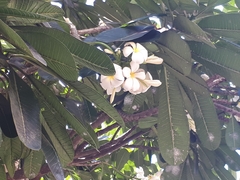 Plumeria