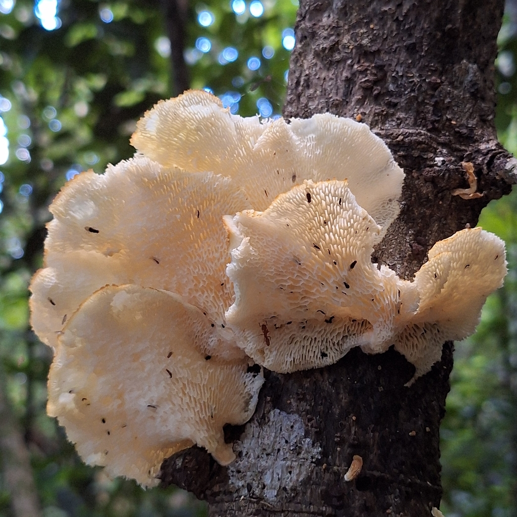 Favolus brasiliensis · March 2026 · photo: © deniszabin (iNaturalist, cc-by)