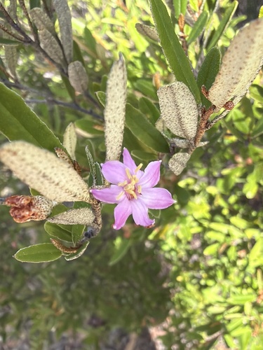 Phebalium nottii, photograph 1