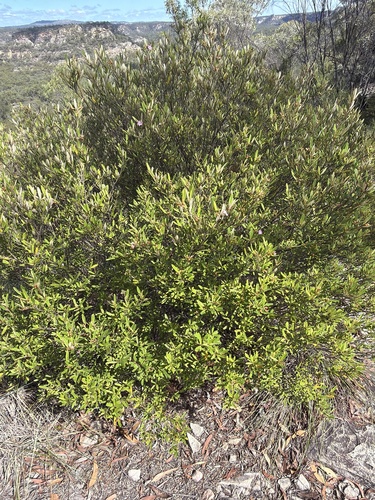 Phebalium nottii, photograph 2