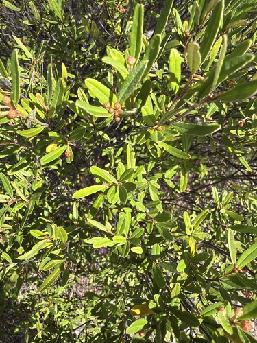 Phebalium nottii, photograph 3