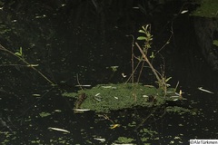 Pistia