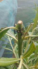 Harmonia antipoda