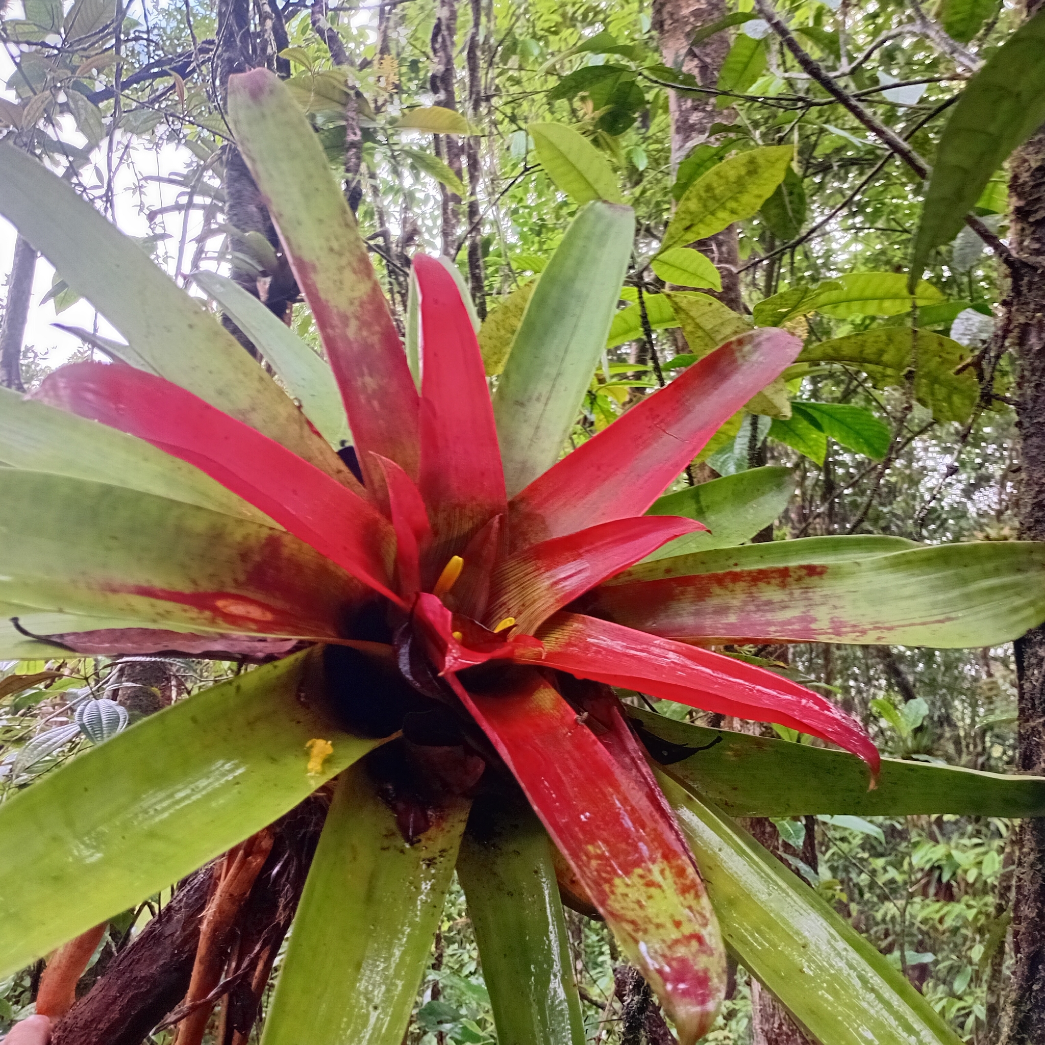 Guzmania sanguinea (André) André ex Mez 2