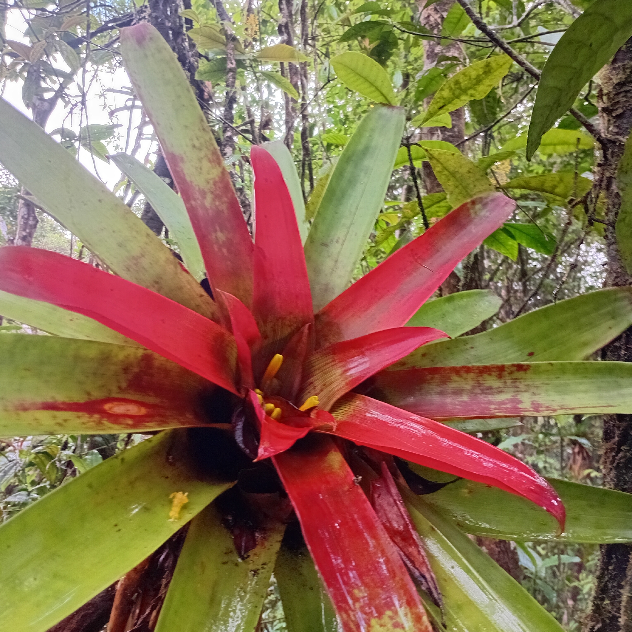 Guzmania sanguinea (André) André ex Mez 3