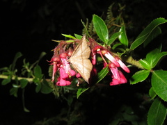 Sarisa muriferata