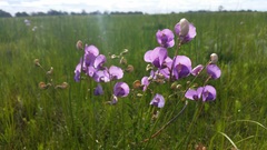 Swainsona procumbens