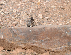 Ammospermophilus interpres