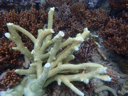 Acropora muricata observed 2026-02-25
