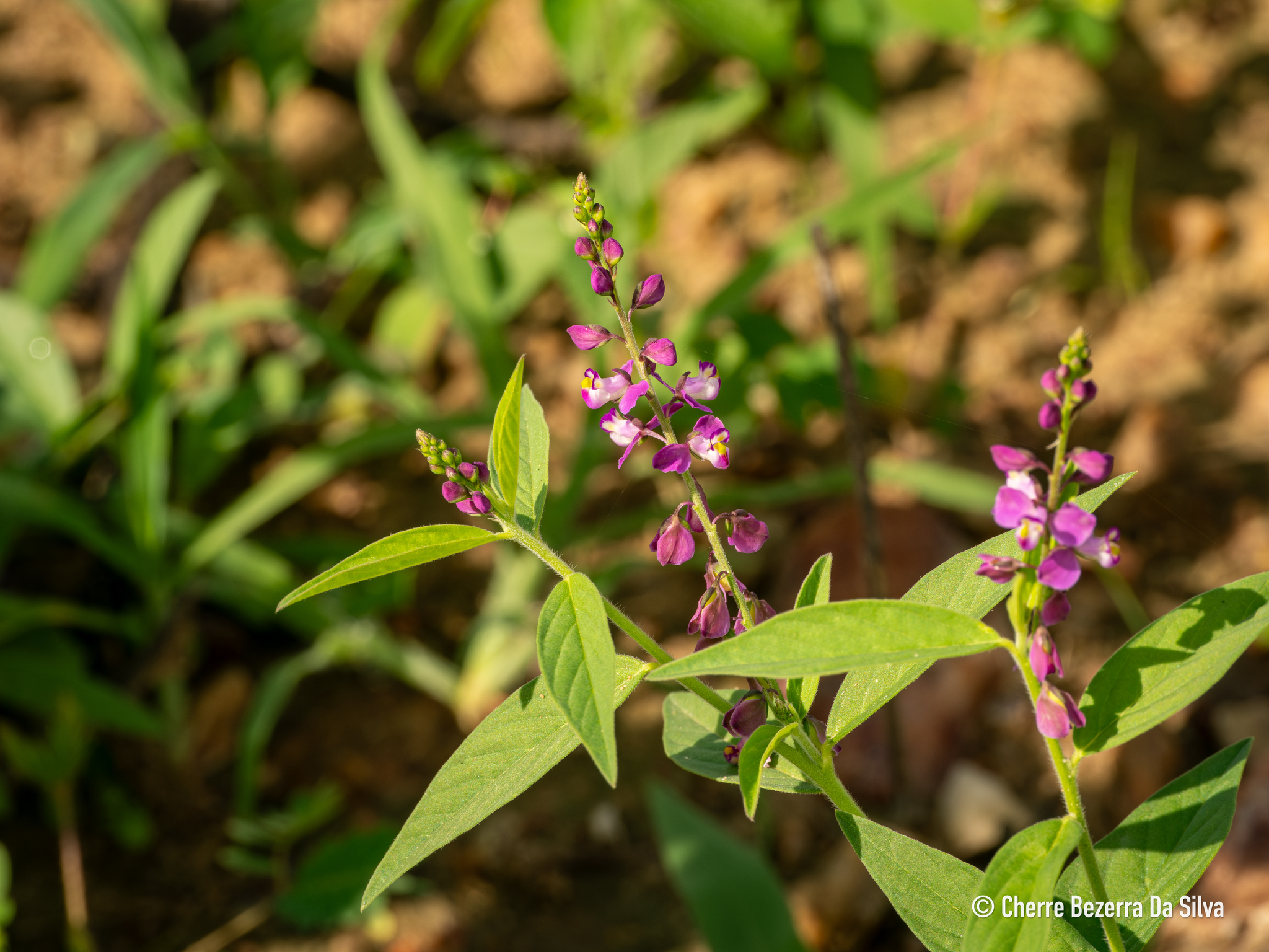 Imagem de Asemeia violacea