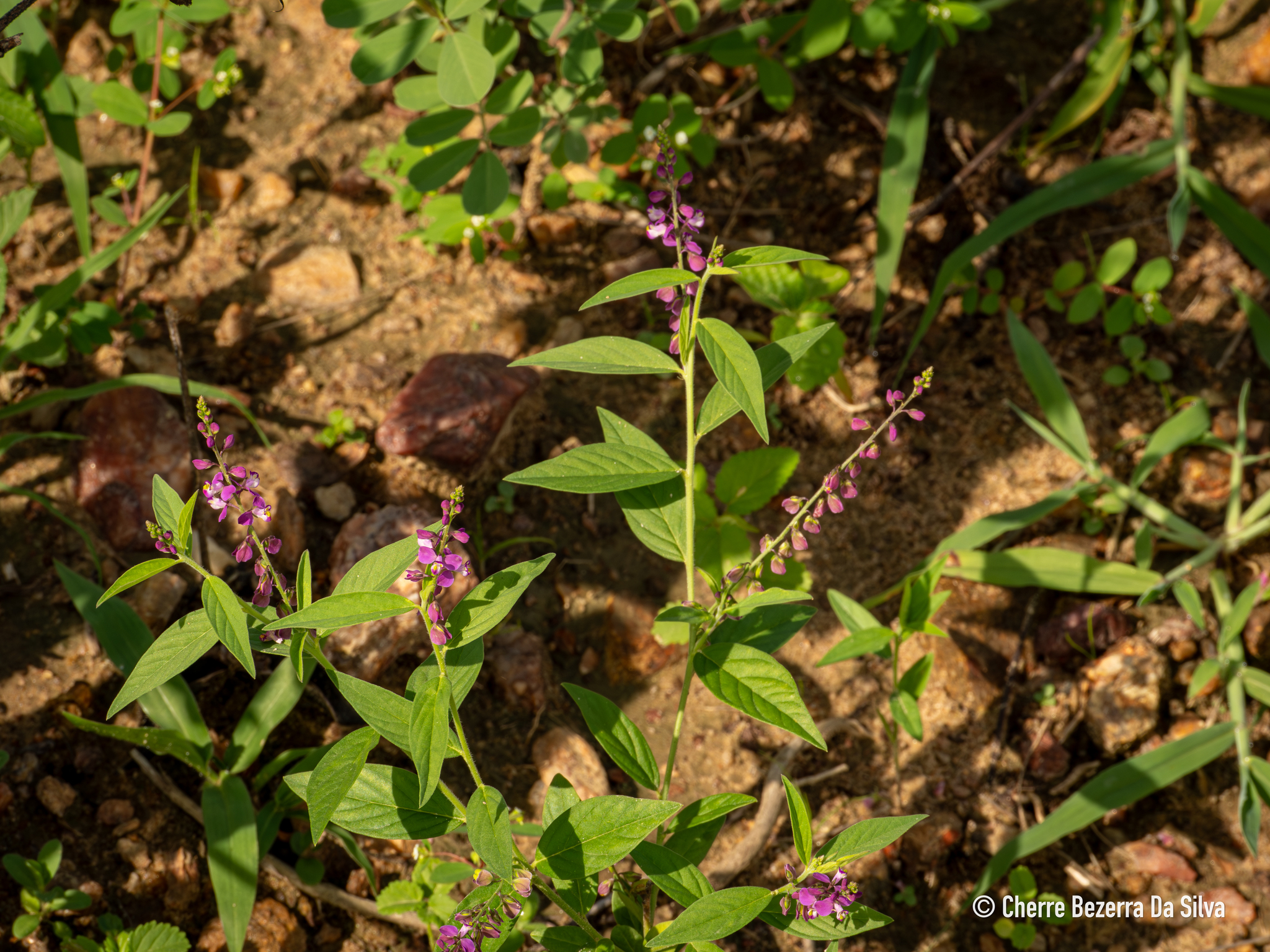 Imagem de Asemeia violacea