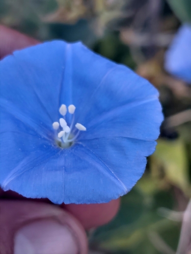 feltleaf clustervine (Jacquemontia abutiloides)