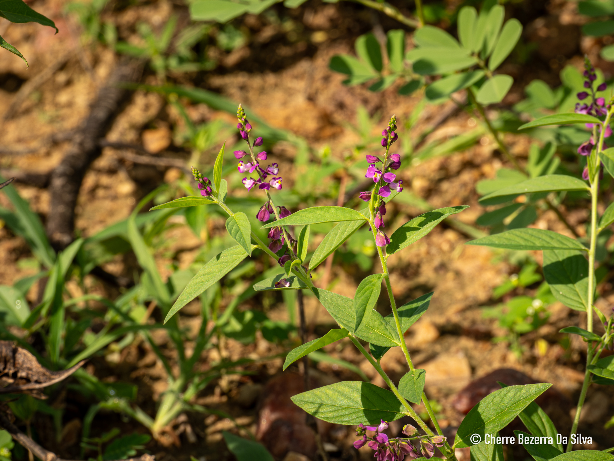 Imagem de Asemeia violacea