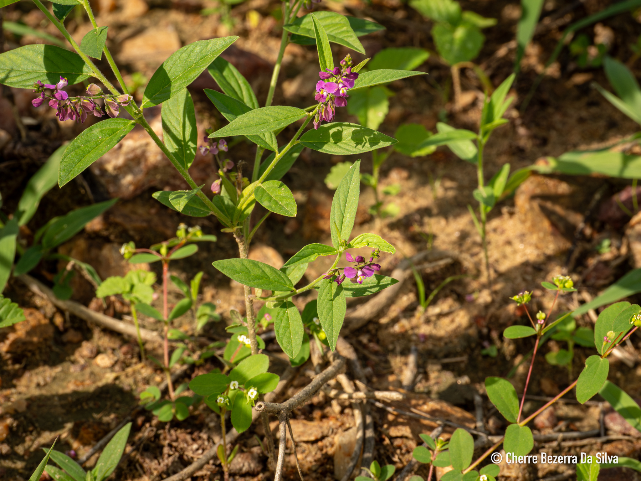 Imagem de Asemeia violacea