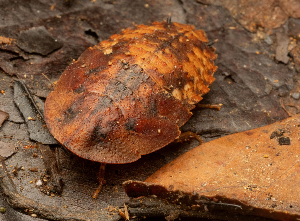 Rhicnoda rugosa