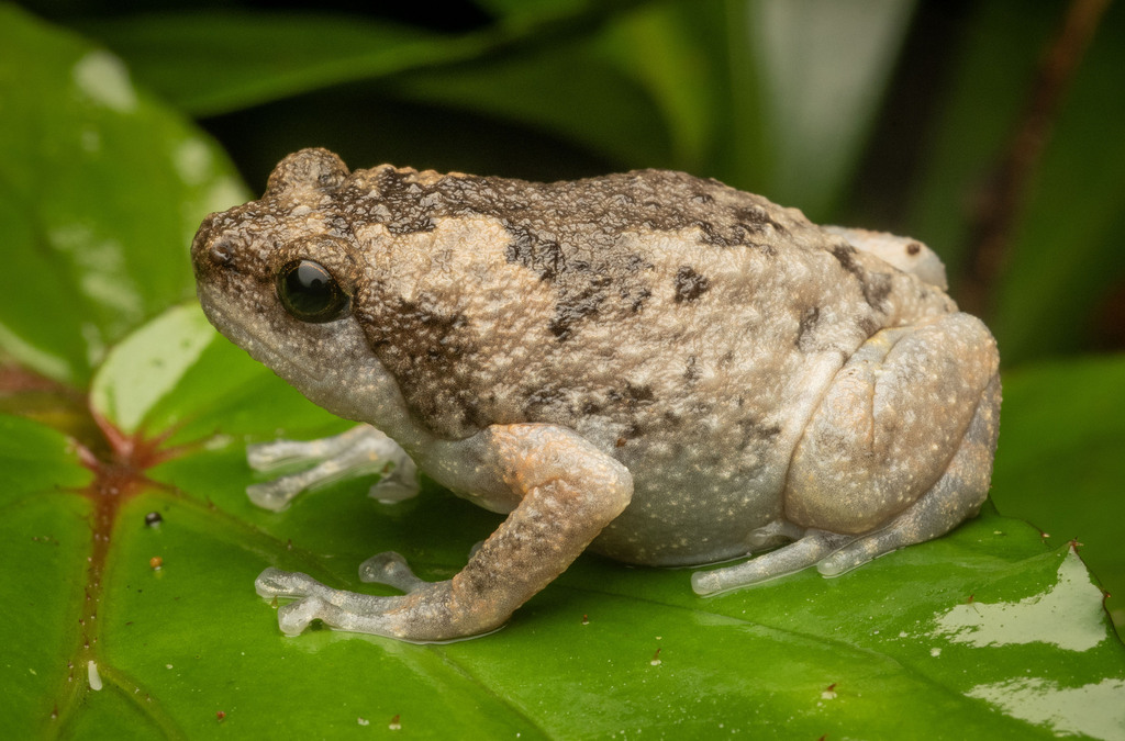 Muller's Narrowmouth Frog (Kaloula baleata)
