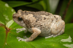 Muller's Narrowmouth Toad photo 1