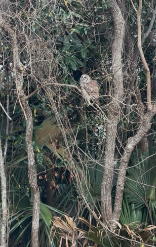 View observation of {o.common_name} on iNaturalist