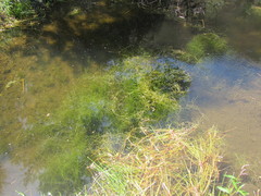 Potamogeton pusillus