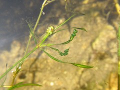Potamogeton pusillus