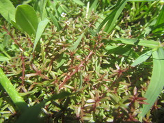 Crassula natans