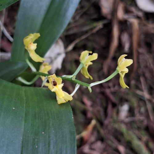 Punch & Judy orchid (Gomesa planifolia)