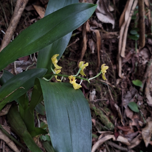 Gomesa planifolia, photograph 3