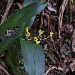 Gomesa planifolia, photograph (c) Denis Zabin, some rights reserved (CC BY)