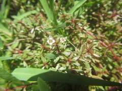 Crassula natans