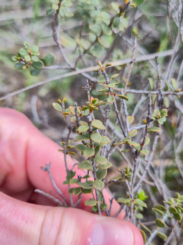 Muntries (Kunzea pomifera)