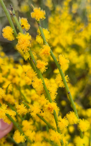 spiny wattle (Acacia spinescens)