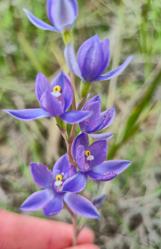 Thelymitra megacalyptra