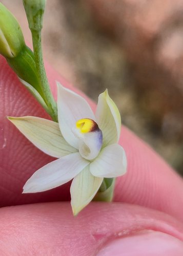 white sun orchid (Thelymitra albiflora)