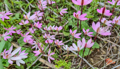 Dusky Fingers (Caladenia fuscata)