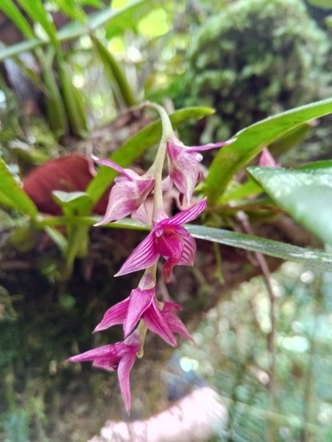 Bulbophyllum oxycalyx var. rubescens image