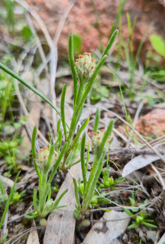 Dwarf Beauty-heads (Blennospora drummondii)