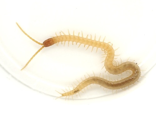 Boreal Yellow-headed Soil Centipede, Robin Hood Garden, Hackney, London, UK, photo 9 of 10