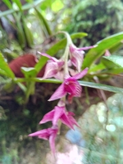 Bulbophyllum oxycalyx var. rubescens image
