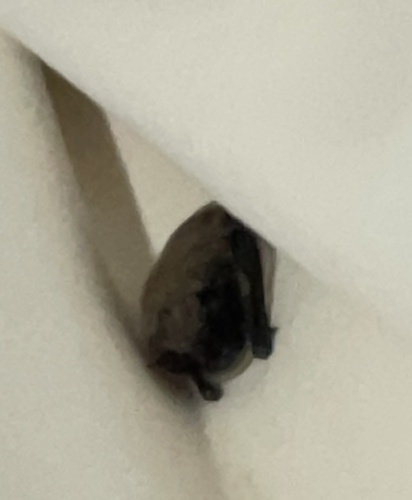 Little Brown Bat photographed in Idaho