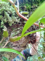 Bulbophyllum oxycalyx image