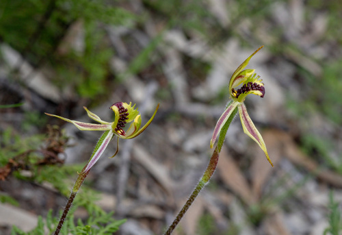 coast spider orchid (Caladenia conferta)