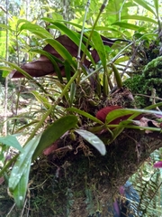 Bulbophyllum oxycalyx image