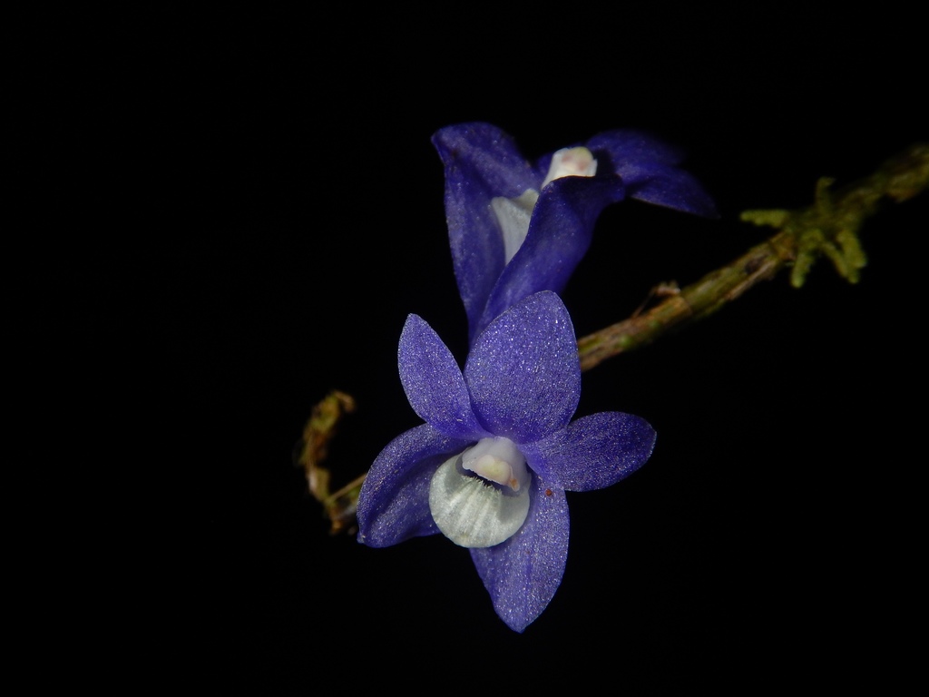 Dendrobium azureum Schuit.