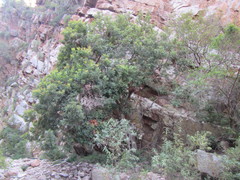 Smelophyllum capense