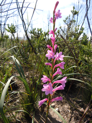 Watsonia knysnana