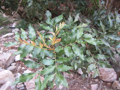 Smelophyllum capense