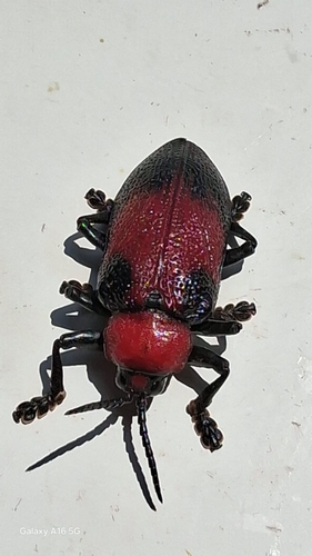Coraliomela aeneoplagiata