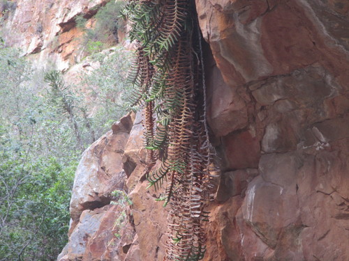 Gasteria rawlinsonii