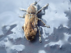 Hypolixus mastersii