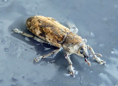 Hypolixus mastersii